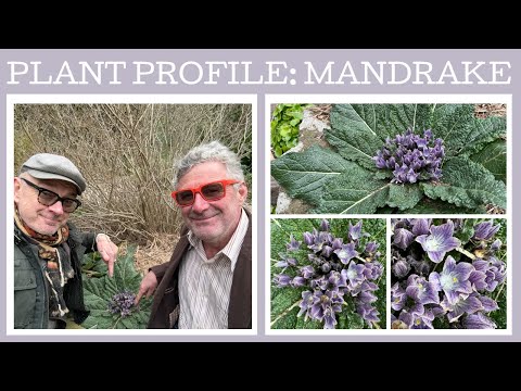 Plant Profile: Mandrake - Mandragora officinarum