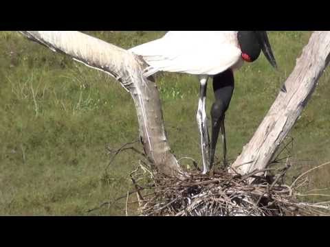 Jabiru Storks build new nest at SouthWild Pantanal Lodge