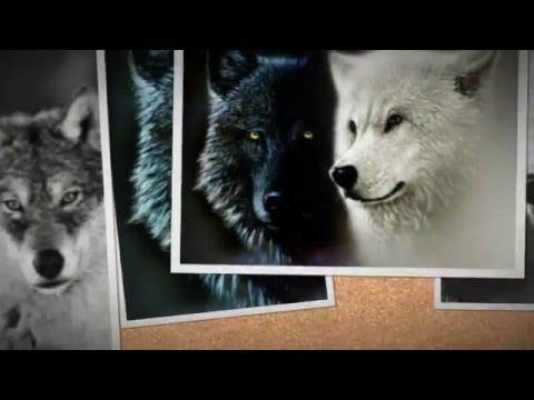 Divlji Andjeli-Voli te tvoja ZVER...Samo tvoja