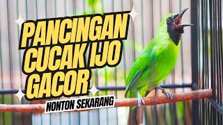 Download lagu Langsung Mau Jamtrok!! Cucak Ijo Gacor Full Isian Tembakan, Ampuh Untuk Pancingan Cucak Ijo Lomba! mp3