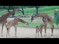 Jump For Joy Giraffe Calves Meet The Herd For The First Time