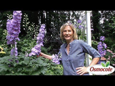 3 Tips for Growing Delphiniums