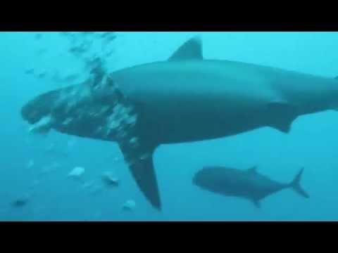Awesome Fiji shark dive - no cage