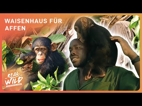 Doku: Der beste Job der Welt? - Pflege von Baby Schimpansen