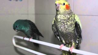 MY COCKATIEL ROLEX & LINEOLATED PARAKEET BLUE BATHING (SHOT USING CANON 500D)