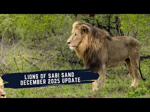NEW MALES SETTLE IN GIJIMA TERRITORY - LION DYNAMICS OF SABI SAND EPISODE 28 - DECEMBER 2025 UPDATE