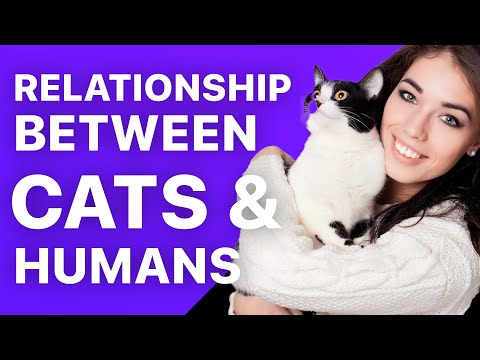 The Relationship Between Cats and Humans