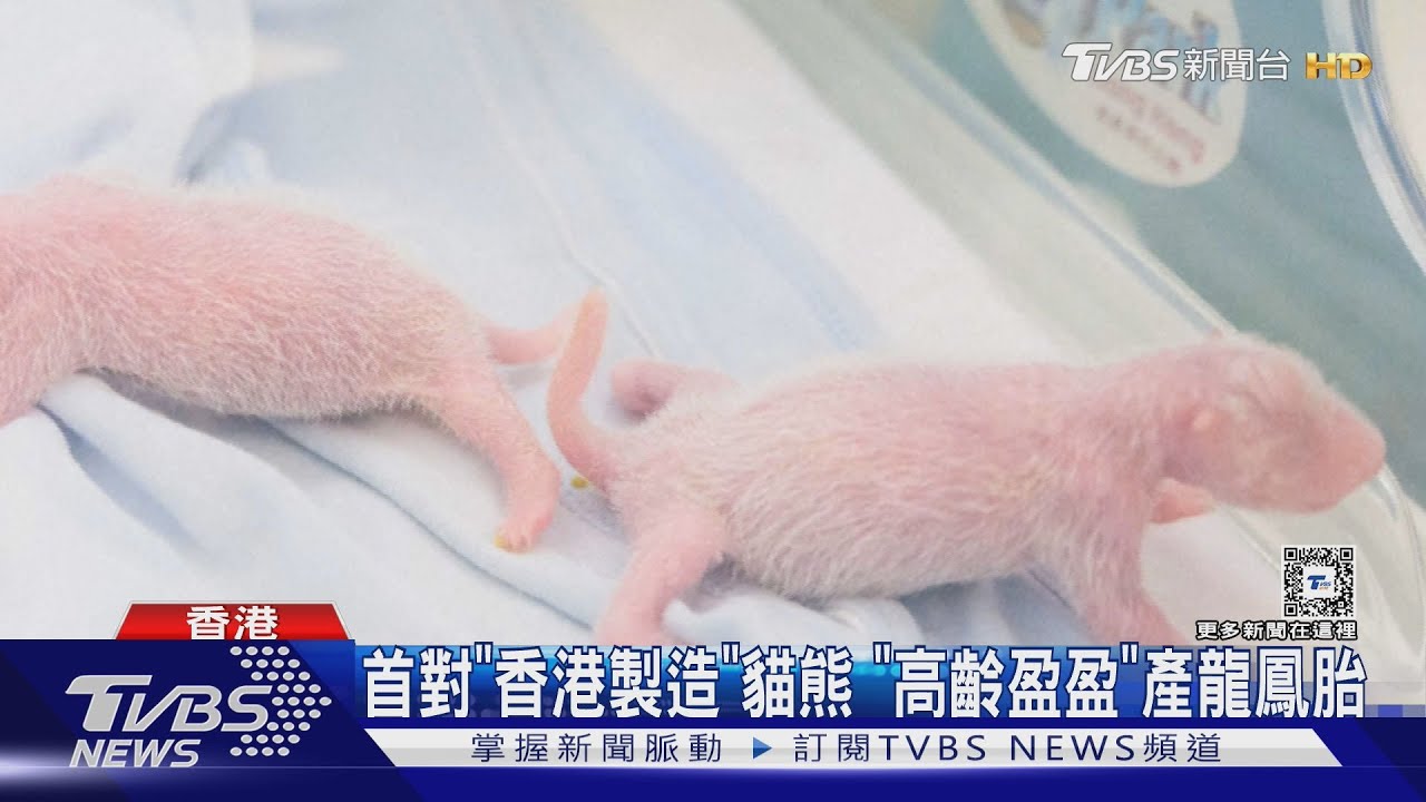 首對「香港製造」貓熊寶寶 早產龍鳳胎存活率引關注