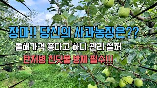 이번 장마 당신의 사과농장은 안녕하신가요? 탄저병 진딧물 주의보