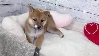 柴犬の動画01