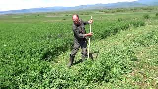 preview picture of video 'Harvesting alfalfa with scythe'