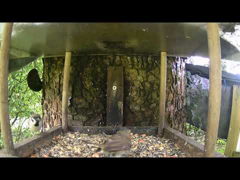 31 07 25 das Rotkehlchen ist abgekämpft