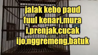 Download lagu Jalak kebo isi kenari murai cucak ijo prenjak tengkek mp3 Download lagu Jalak kebo isi kenari murai cucak ijo prenjak tengkek mp3