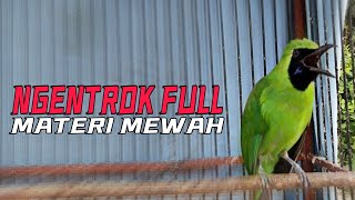 Download lagu NEMBAK MEWAH Cucak Ijo Gacor Ngentrok Full Tembaka... mp3