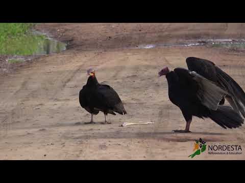 Lesser Yellow-headed Vulture savannah