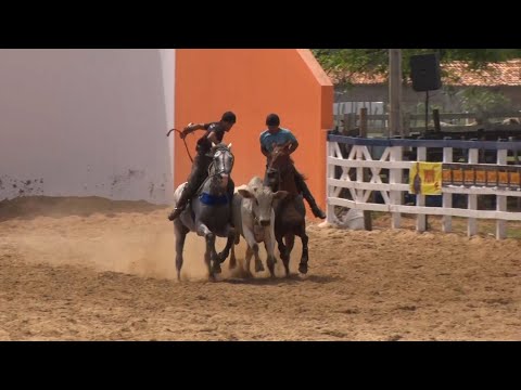 Tradicional vaquejada reúne competidores de 17 estados brasileiros em Piracuruca 19 11 2022