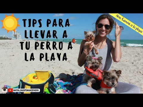 Que necesito para llevar un perro a la playa -Tips by Natalia Ospina