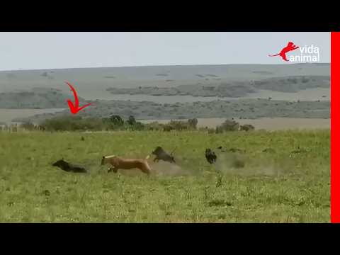 A One-Second Mistake: Distracted Boar Surprised by Lioness - ANIMAL LIFE