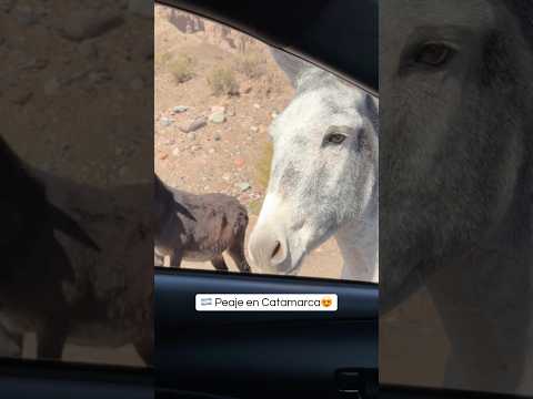 🇦🇷 Llegó la hora de pagar el peaje en #Catamarca 🥰🫏