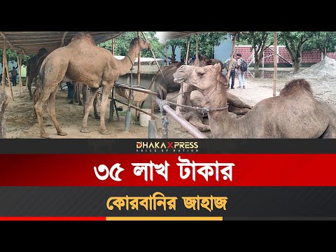 বাংলাদেশের গ্রামে সৌদি উট! ঈদের হাটে মরুভূমির চমক