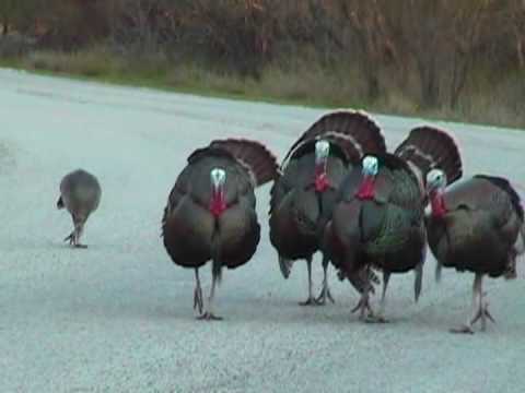 Strutting Down the Street