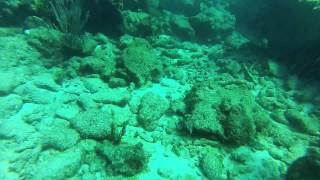 preview picture of video 'Islamorada spearfishing and Key Largo diving'