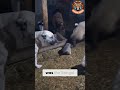 Kangal Parents Defend Their Puppy From A Sheep