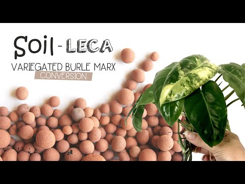 Converting my Variegated Philodendron Burle Marx from soil to Leca (semi-hydro)