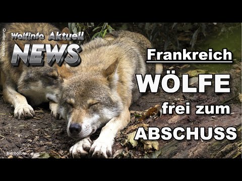 Frankreich: WÖLFE frei zum ABSCHUSS