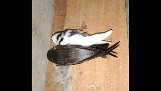 Download lagu SP.LINTAS SULAWESI ORI...super jernih dan bersih mp3