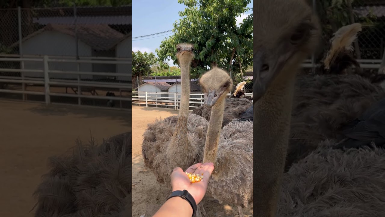 #chill #farm #animals