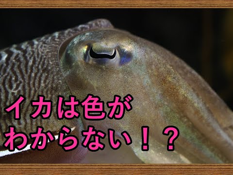 頭足類 - 特徴と例