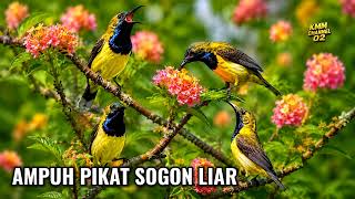 Download lagu Cuit cuit burcil ribut‼️ Suara pikat burung sogon paling ampuh mp3 Download lagu Cuit cuit burcil ribut‼️ Suara pikat burung sogon paling ampuh mp3