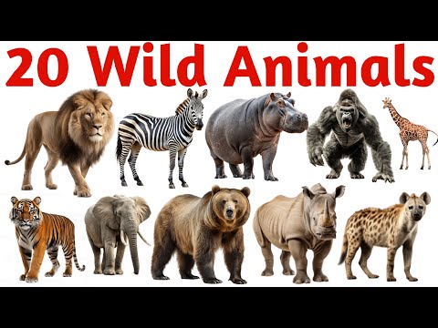 जंगली जानवर | Learn 20 Wild Animals Names in English with Pictures and Sounds for Kids
