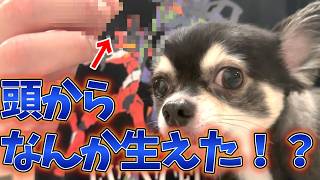 愛犬の頭からなんか生えてきた。 #犬との暮らし #チワワ #癒し #可愛い