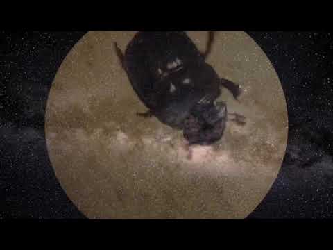 Katharina Alexandra - Milky Walk (Dung Beetle Strut)