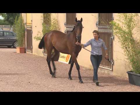 Lot 27 - Dis Donc - H13 - Kingsalsa  / Skarina