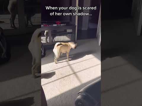 When a dog see a shadow #funny #pets #funnyanimal