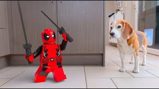 Animations in REAL LIFE vs PUPPY : LEGO GUY