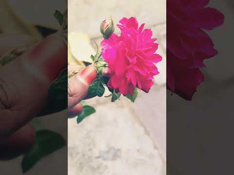 #rose #flowers