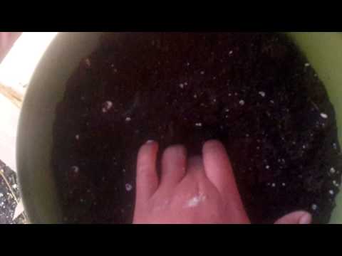 Starting Okra Indoors during the Winter