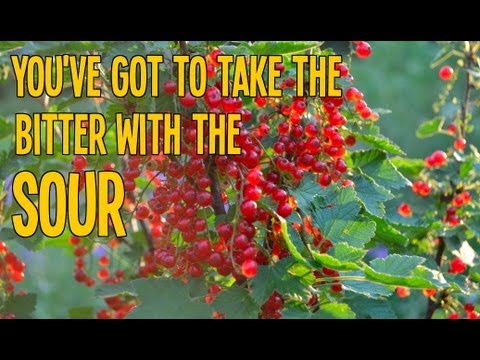 WILD RED CURRANTS (Ribes Rubrum) ~ Wildfood Foraging and Identification - YouTube