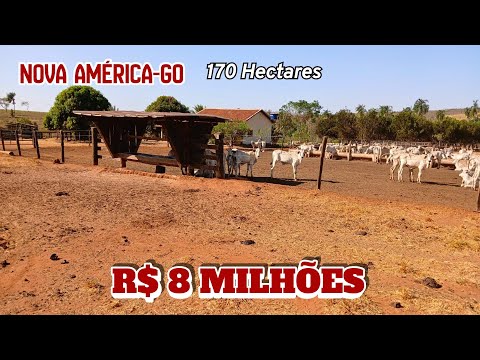 Fazenda de 170 Hectares à Venda em Nova América GO, Dupla Aptidão e 87 ha de cana!