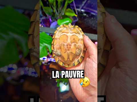 Ma pauvre tortue 😢 #tortue #turtle #fish #poisson #aquarium #reptile #terrarium