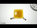 Semut Dan Kopi Hitam Timelapse