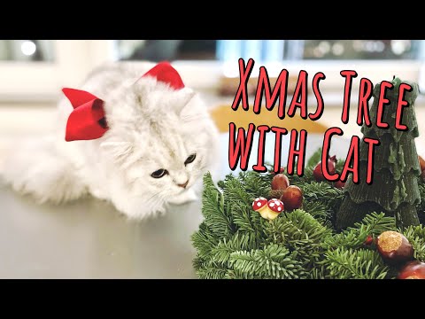 How to Christmas Tree with kitten - good and bad things for cats