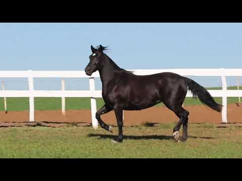 Lote 20   DEIXA QUE CHOVA DE SANTA ANGÉLICA