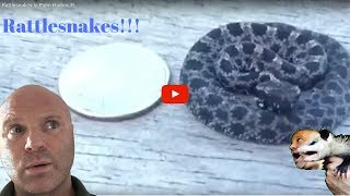 Pygmy Rattlesnake Facts