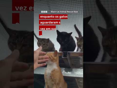 Dono de abrigo atravessa enchente para salvar cães e gatos isolados após tempestade na China