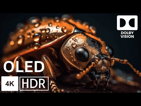 MIND BLOWING OLED DOLBY VISION 2025  | Splendid Dolby Vision HDR 4K 60 FPS
